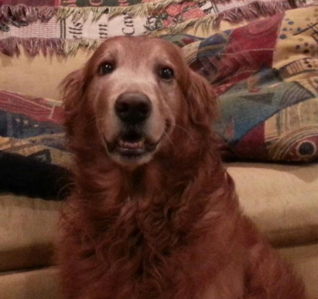 Hurley our Golden Retriever and Official Plantation Dog isn't feeling well. This is an update on him through Belle Grove Plantation Bed ad Breakfast of Port Conway and King George, Virginia 