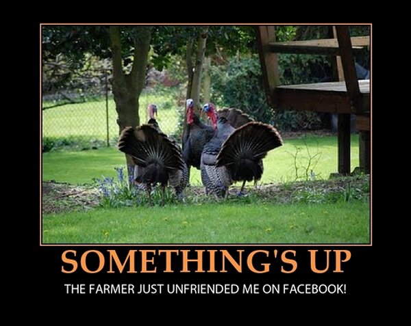 Somethings-up.-The-farmer-just-unfriended-me-on-Facebook-funny-Thanksgiving-turkeys
