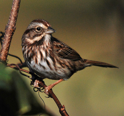 Savannah Sparrow Eastern